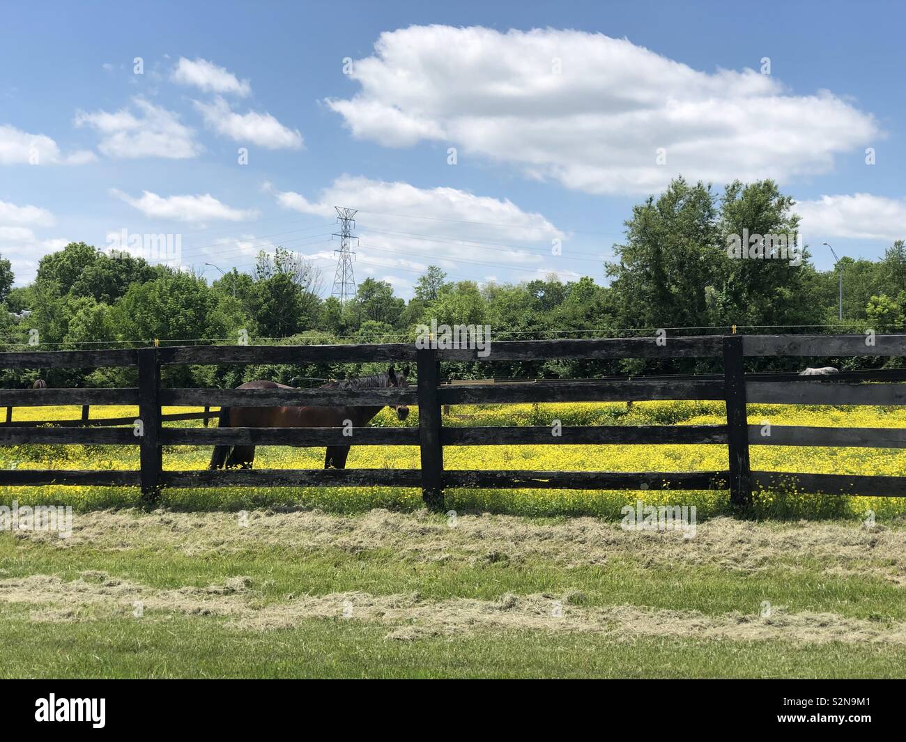 Horse farm in kentucky Stock Photo Alamy