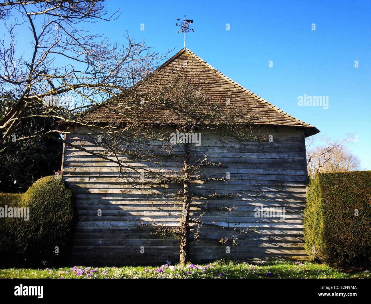 Tree espalier against weatherboard barn at Great Dixter - Smartphone Captured Stock Image