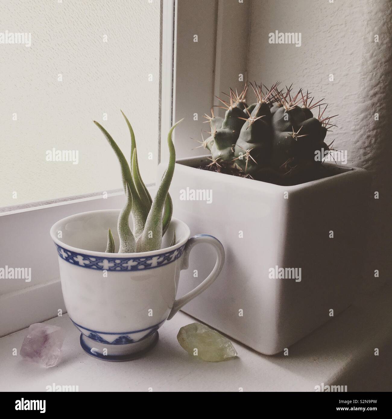 An air plant and a cactus on a window sill. Stock Photo