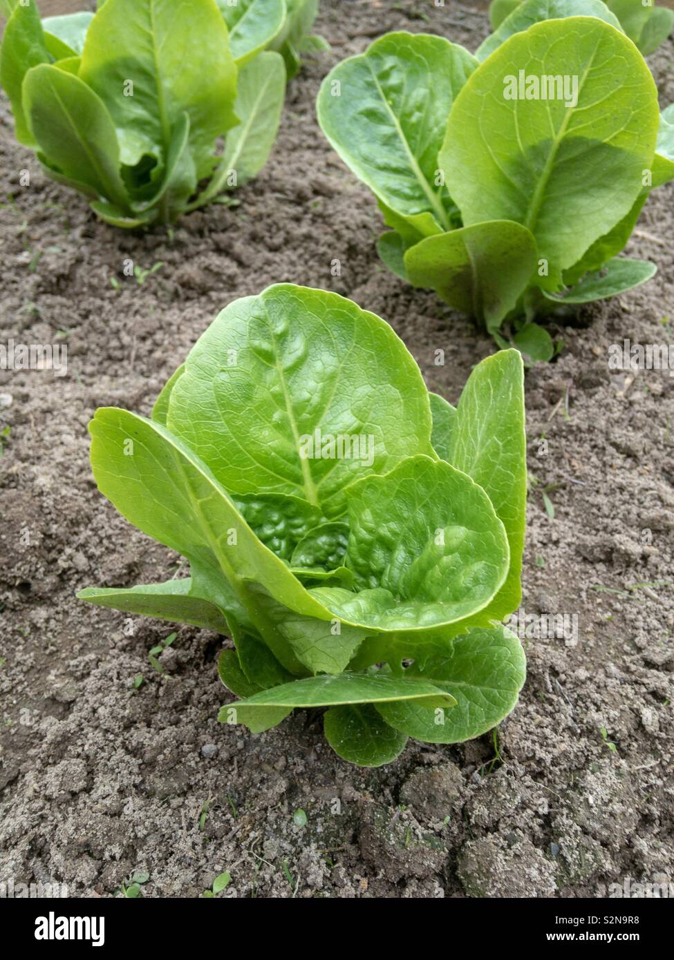 Cos lettuce ‘Xanadu’ in a vegetable garden Stock Photo