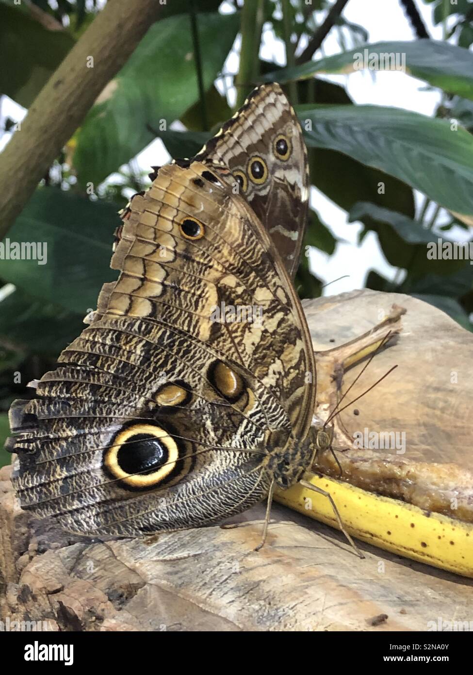 Butterfly eating banana Stock Photo Alamy