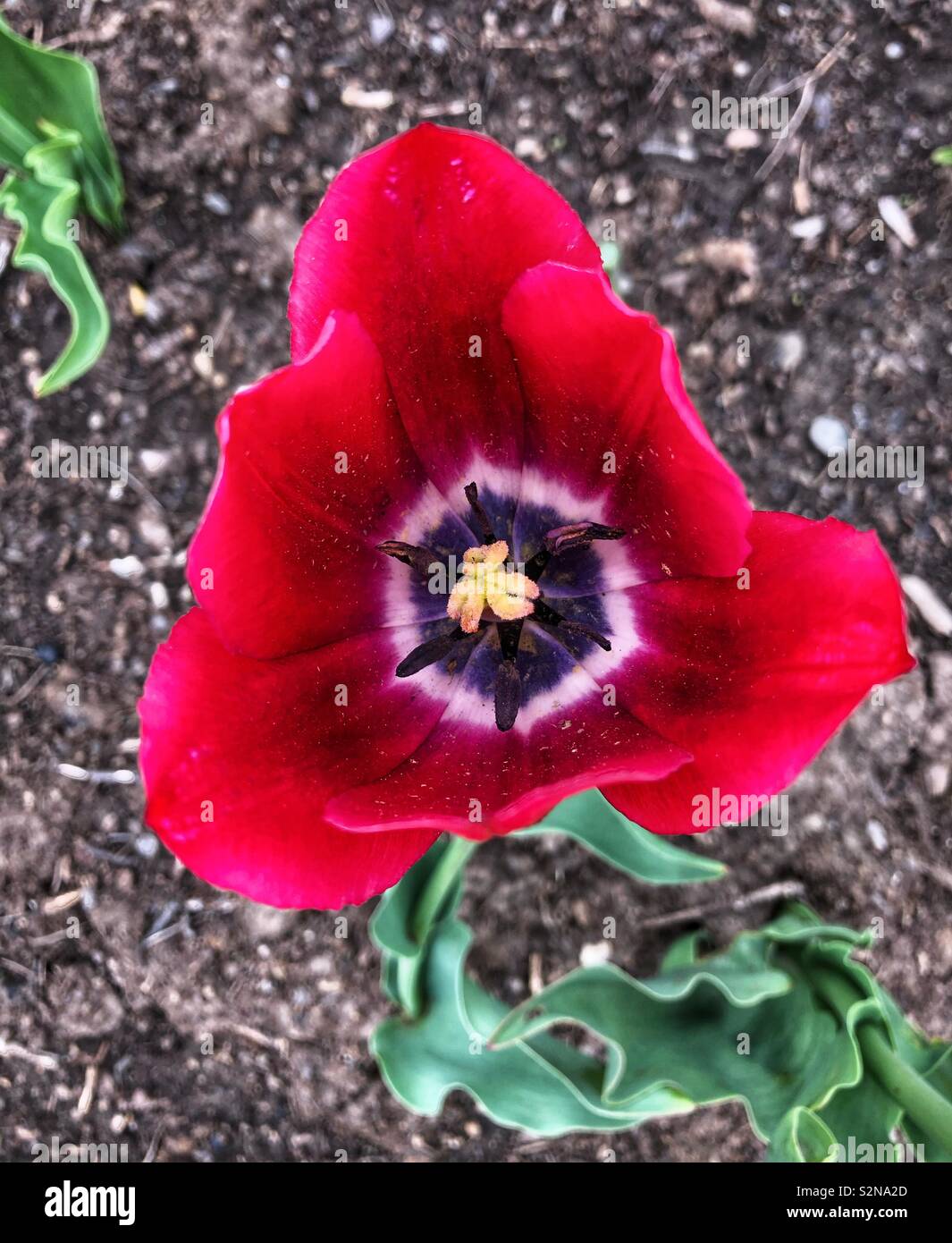 Looking into an opened red tulip. - Smartphone Captured Stock Image