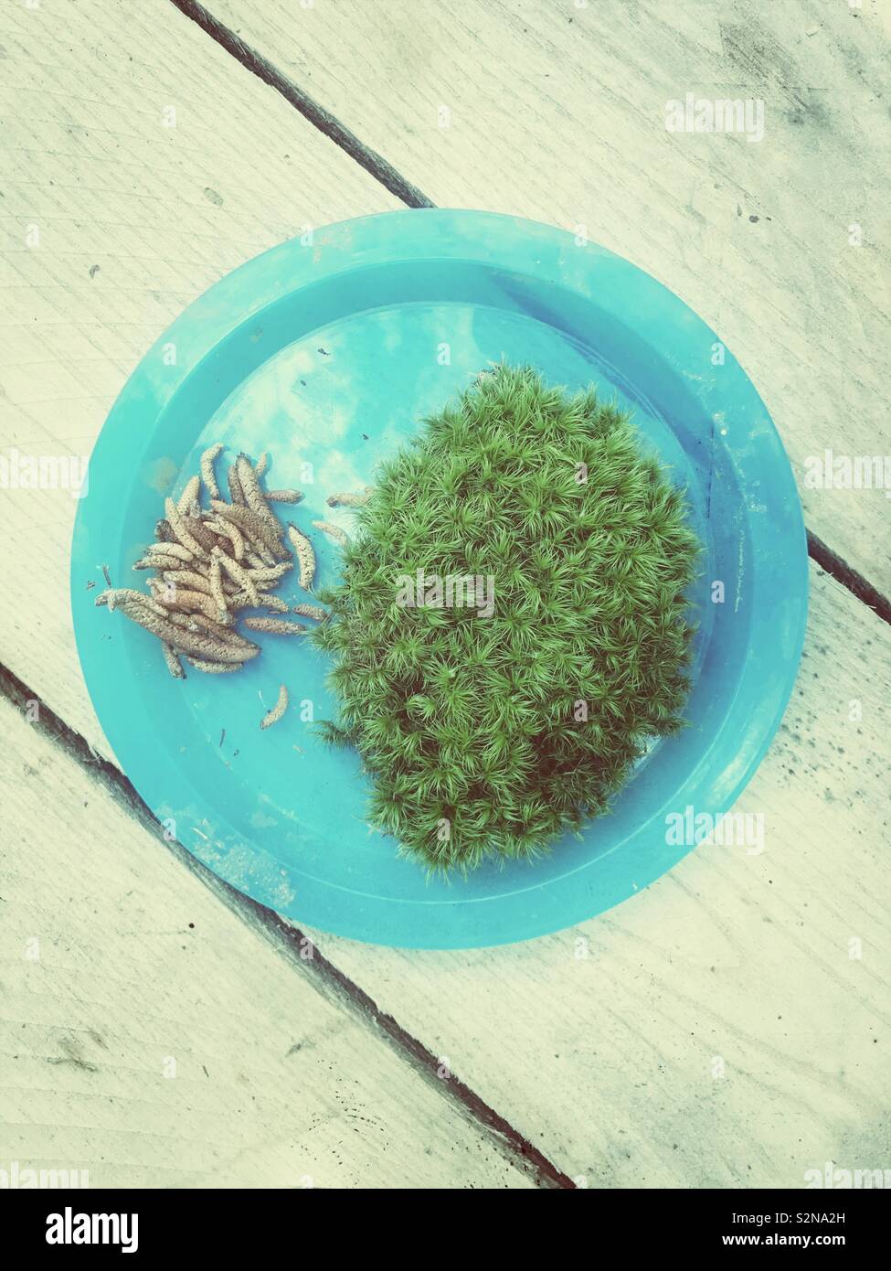 Preschooler’s pretend outdoor meal of moss and forest findings - Smartphone Captured Stock Image