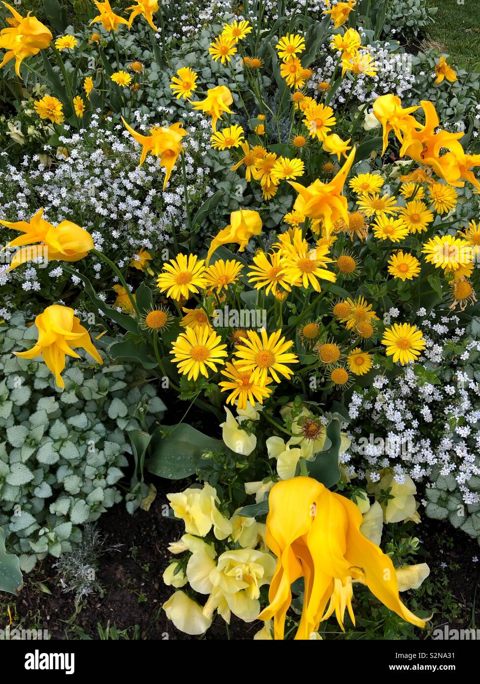 Yellow spring flowers in Montreaux Switzerland Stock Photo Alamy