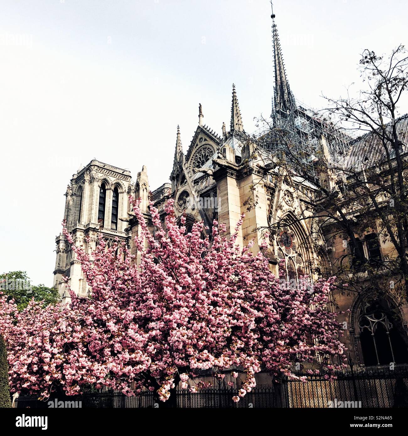‘Notre Dame cathedral week before the fire 2019 - Smartphone Captured Stock Image