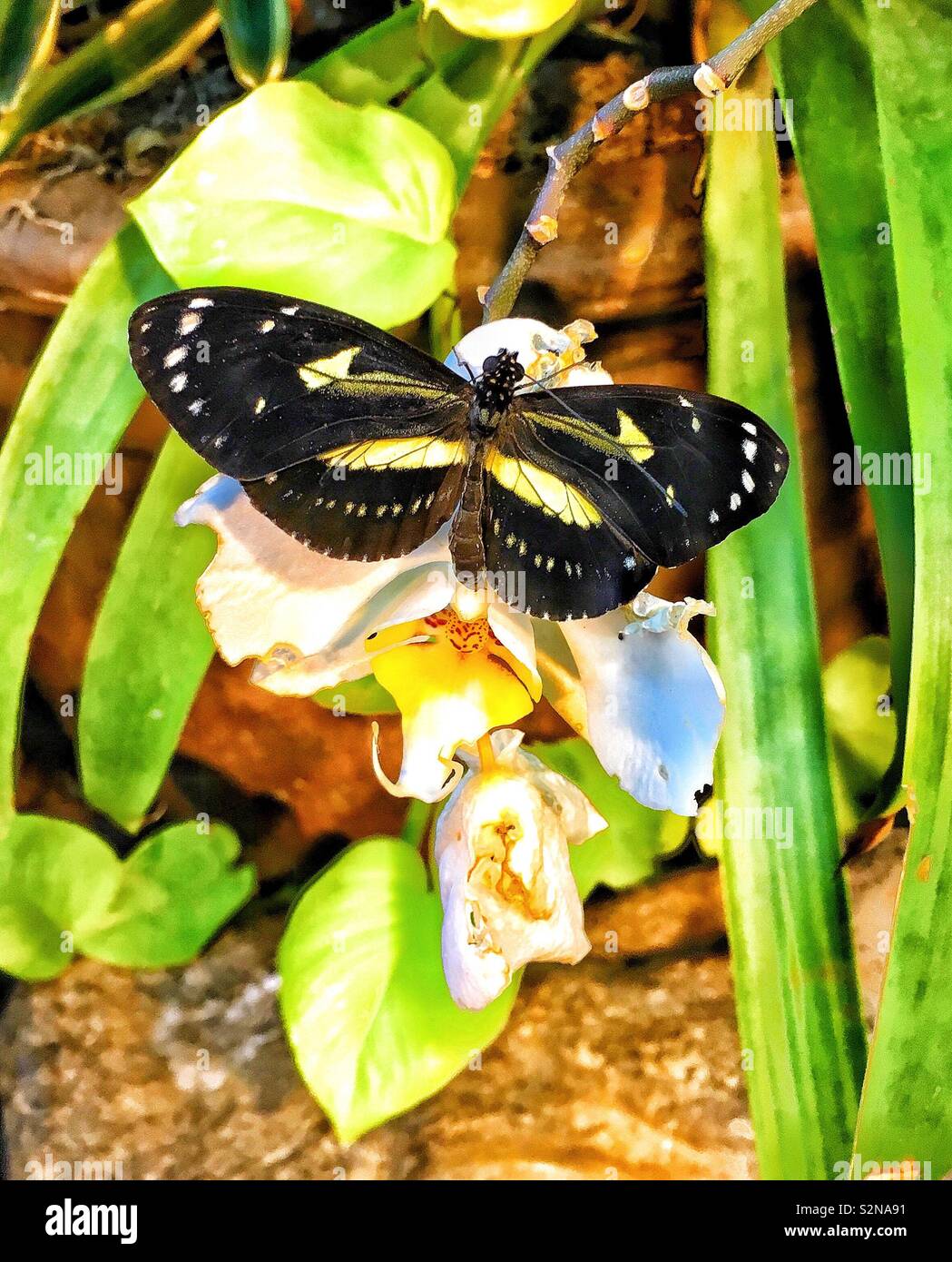 Black butterfly with yellow stripes and white spotted wings sits on white orchid with yellow center Stock Photo
