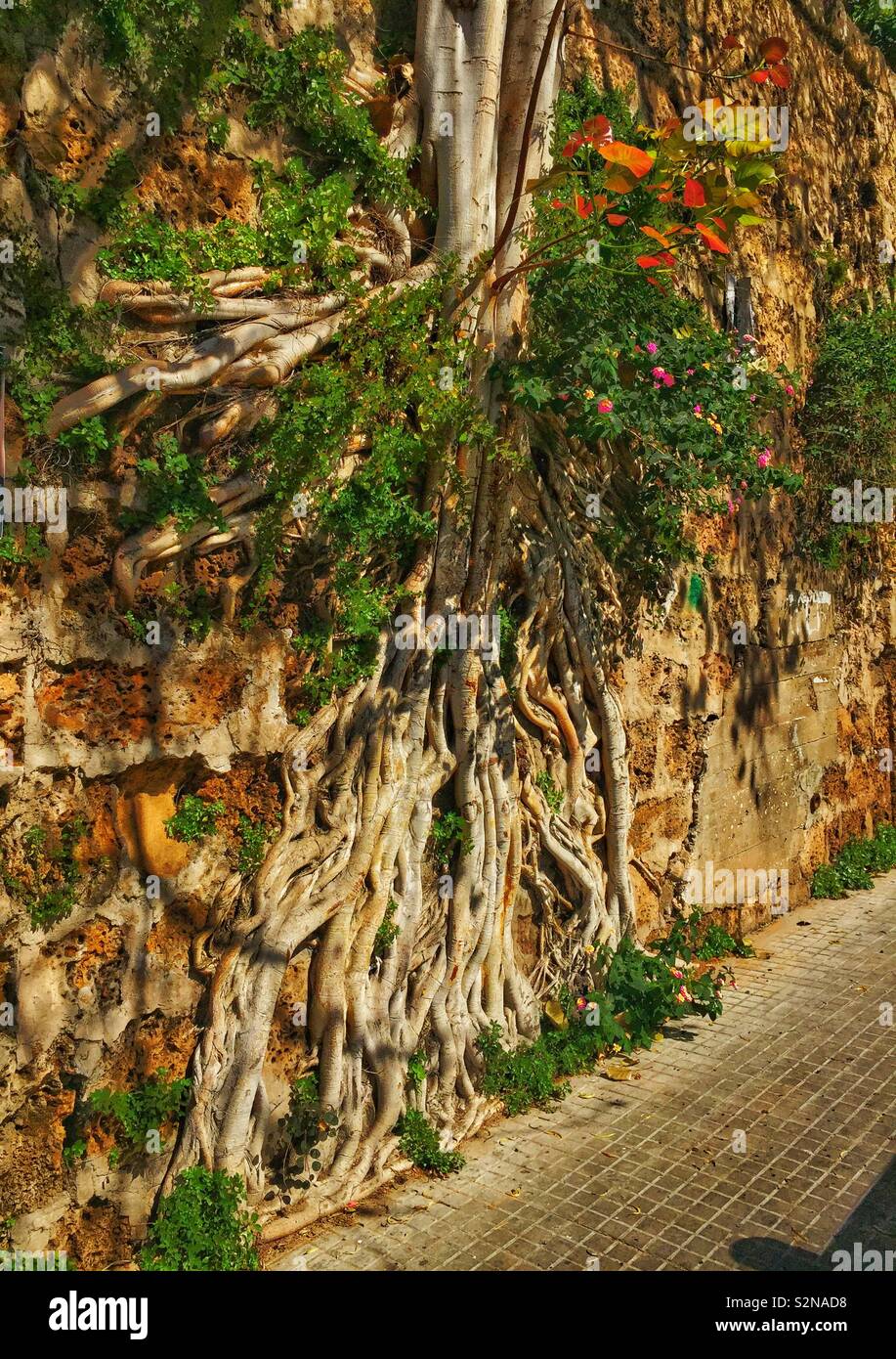 Tree growing in a wall - Smartphone Captured Stock Image