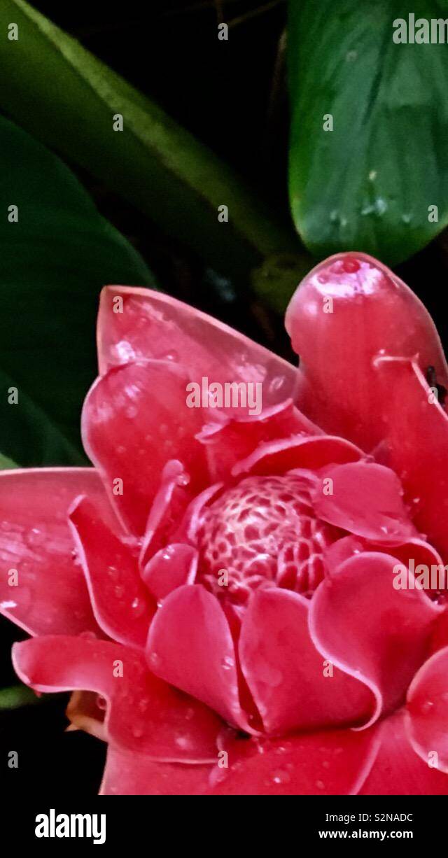 Ginger flower, Singapore Stock Photo Alamy