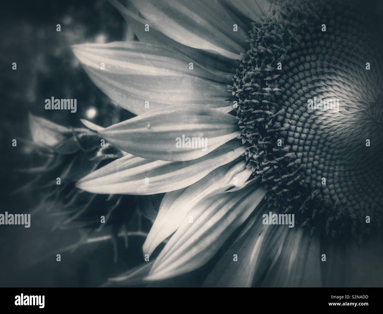 Noir sunflower Stock Photo