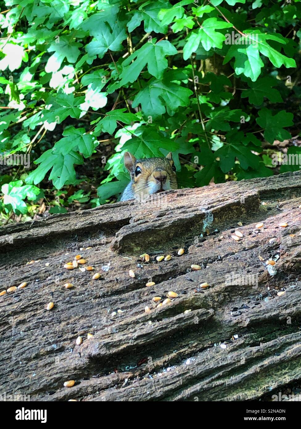 Cheeky grey squirrel peeking from behind an old log, UK, May, South Wales. - Smartphone Captured Stock Image