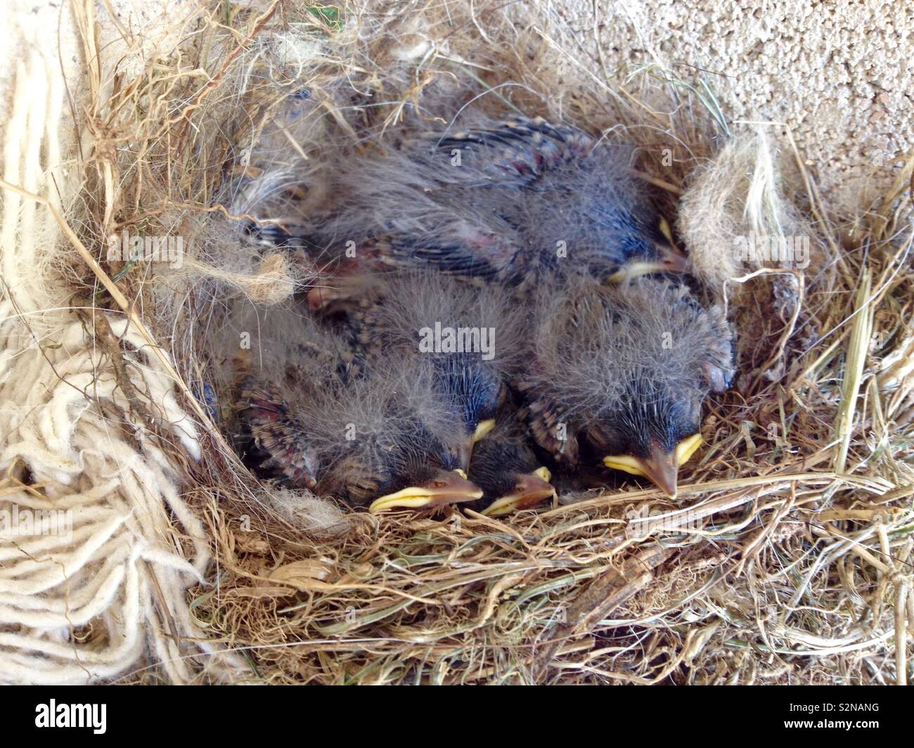 Pied Wagtail (Motacilla alba) view of nest with five chicks - Smartphone Captured Stock Image