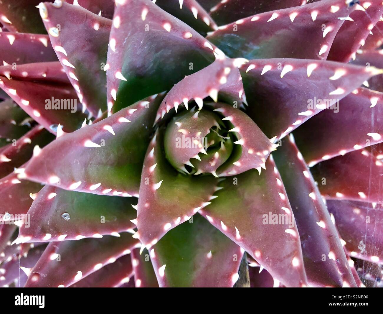 Close up of an aloe brevifolia which turns red in direct sunlight - Smartphone Captured Stock Image