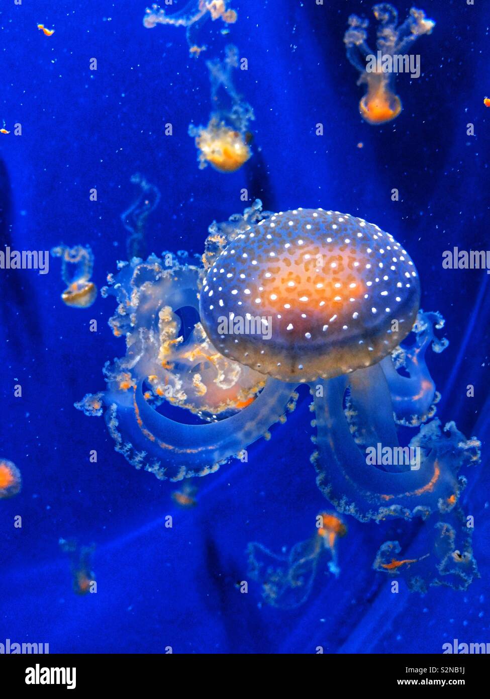 Jellyfish, jelly fish in water tank Stock Photo