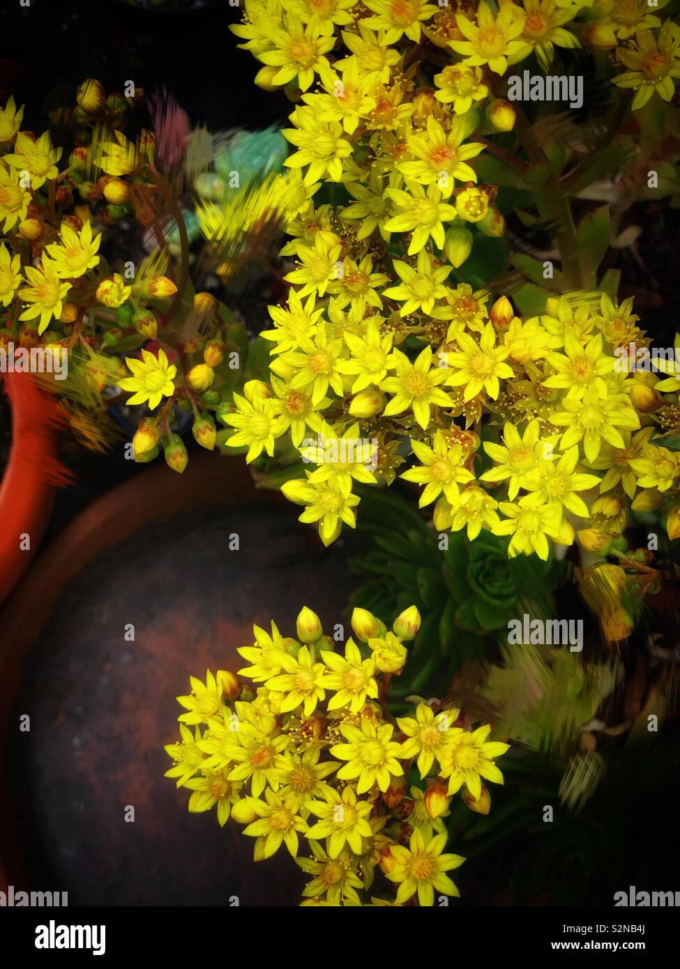 The yellow flowers of Phedimus aizoon (Linnaeus) ‘t Hart growing up from the pots / 黃菜冒出花瓶 Stock Photo