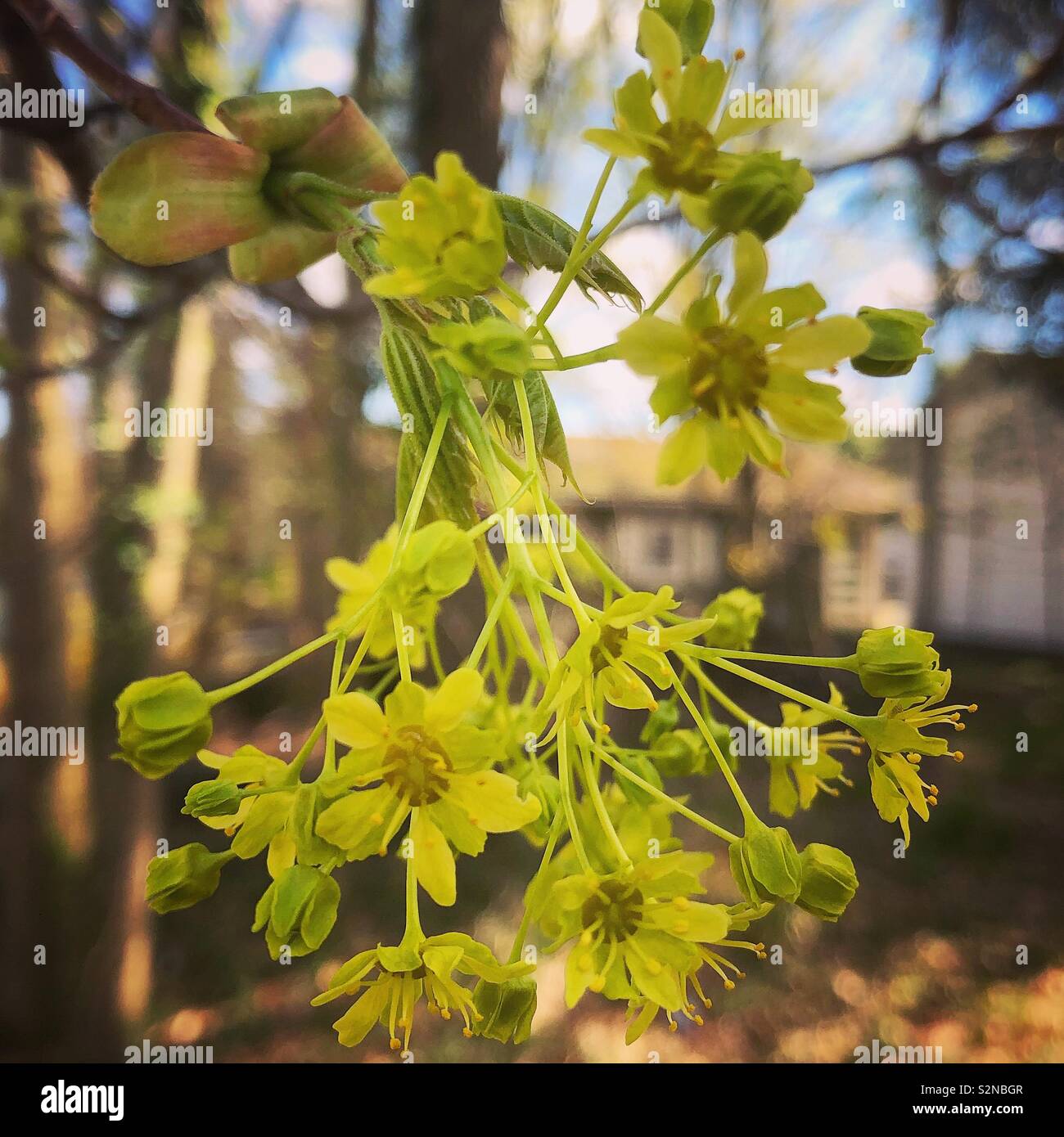 Norway maple blossoms Stock Photo Alamy