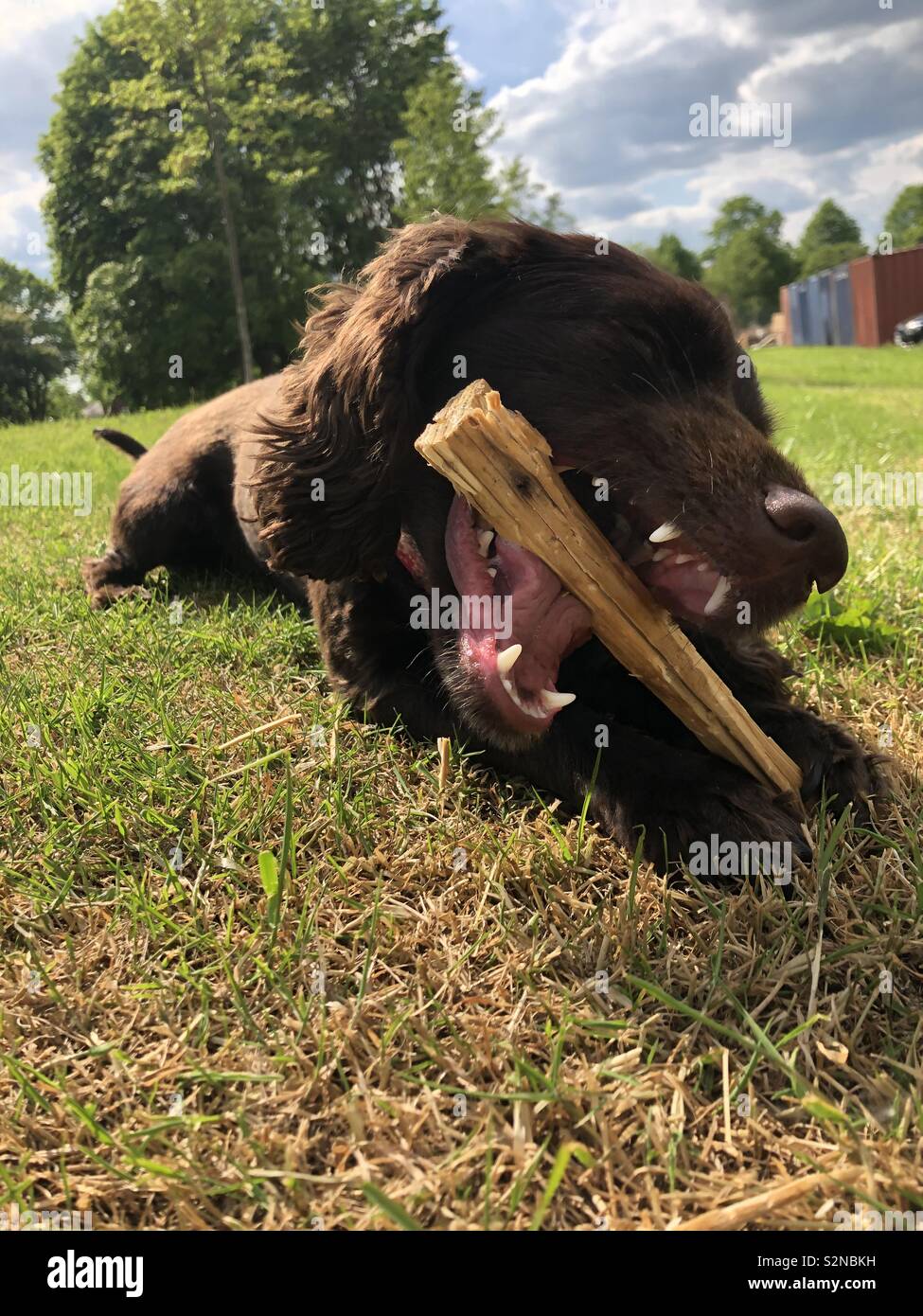 My puppy chewing a stick Stock Photo Alamy