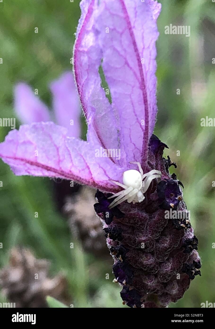 Tiny iridescent spider on a purple bloom Stock Photo