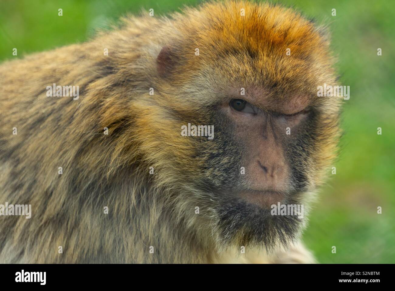 Crazy Monkey Stock Photo
