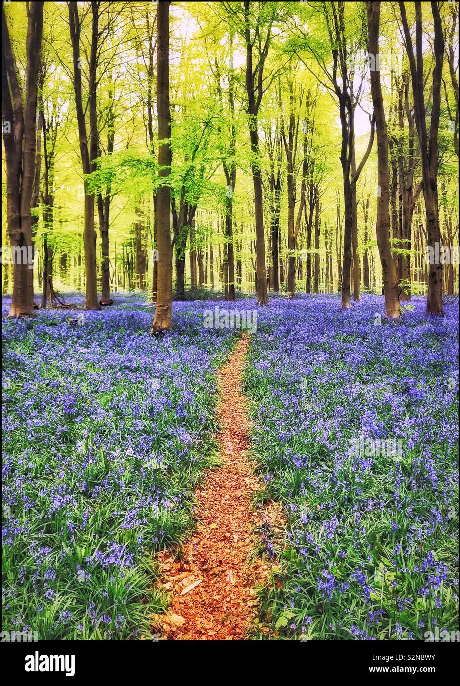 A footpath leads through an area of Bluebell flowers in an English Woodland Scene. This view heralds the start of Spring. The Hyacinthodes Non-Scripta flower is one of the most popular in the UK. © CH - Smartphone Captured Stock Image