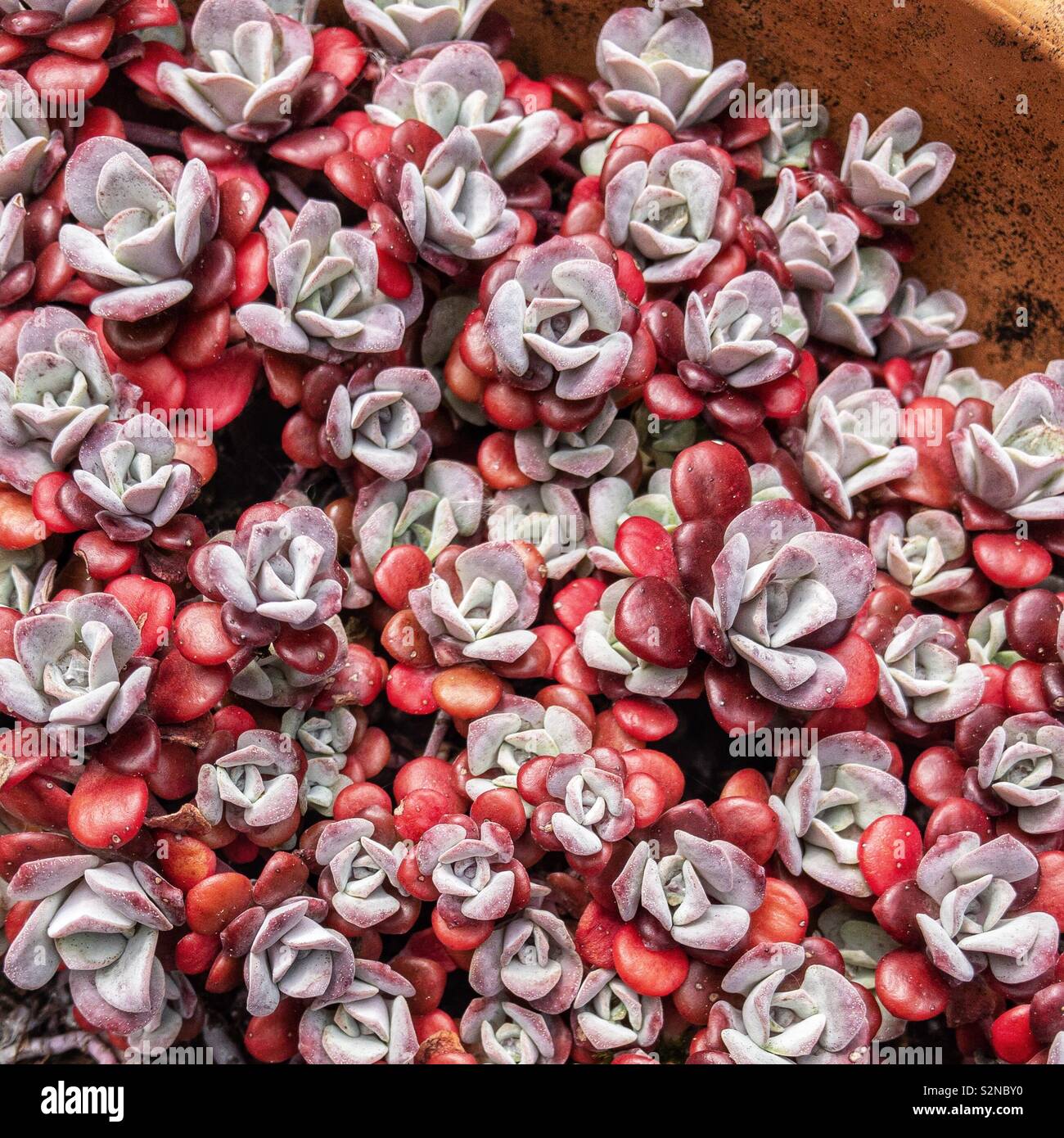 Grey and red rosettes of succulent plant Sedum spathulifolium ‘Purpureum ‘. Stock Photo