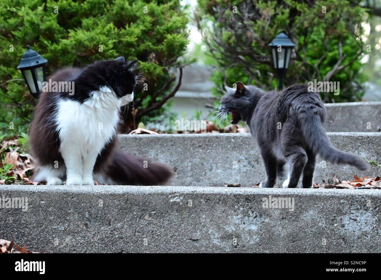 Territorial dispute between two domestic cats outdoors. Home life with feline cats - Smartphone Captured Stock Image