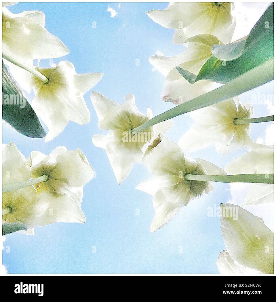 White tulips blue sky Stock Photo - Alamy