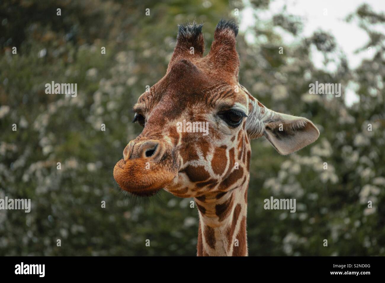 Cute Giraffe - Smartphone Captured Stock Image
