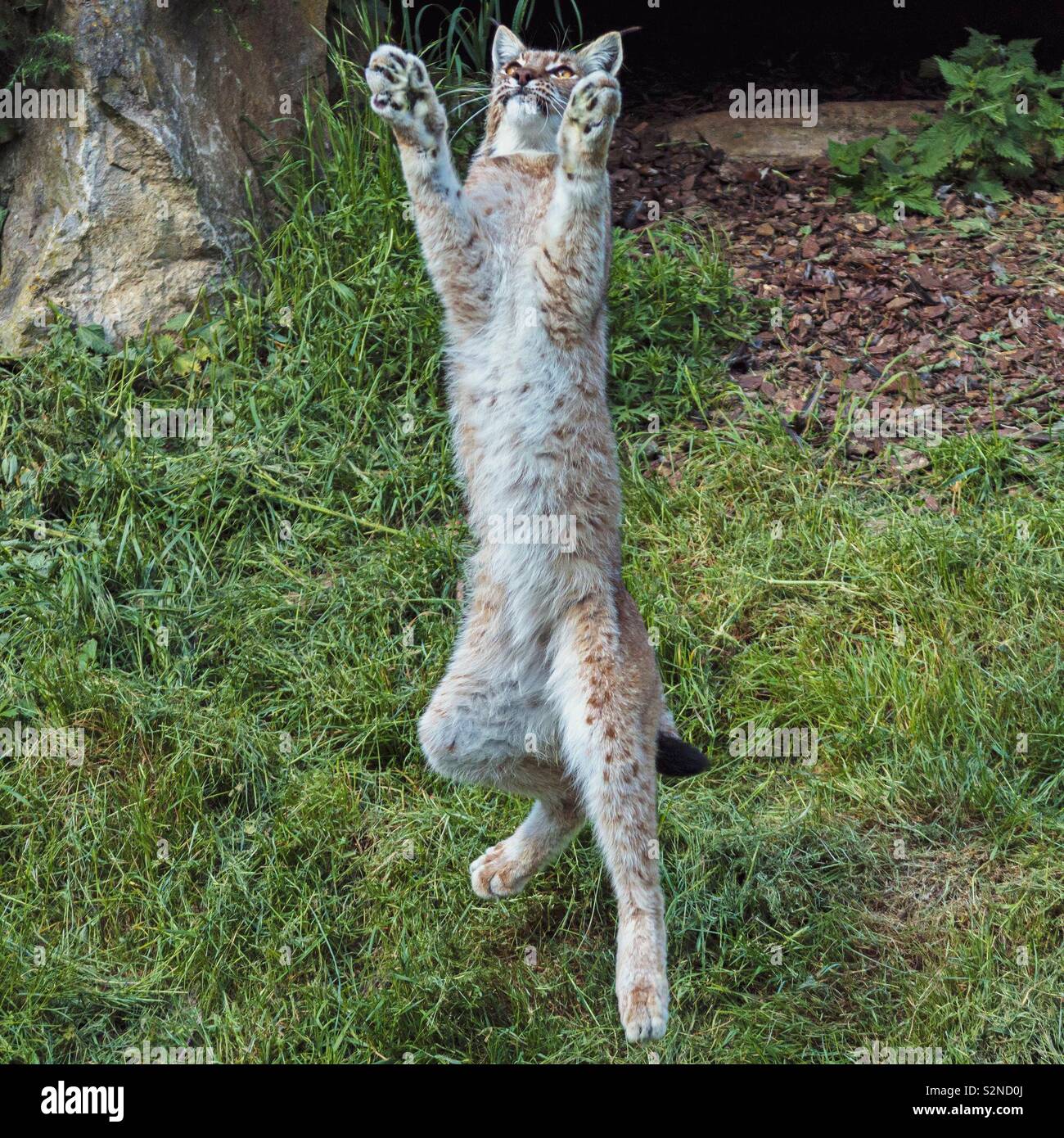 Jumping European Lynx - Smartphone Captured Stock Image