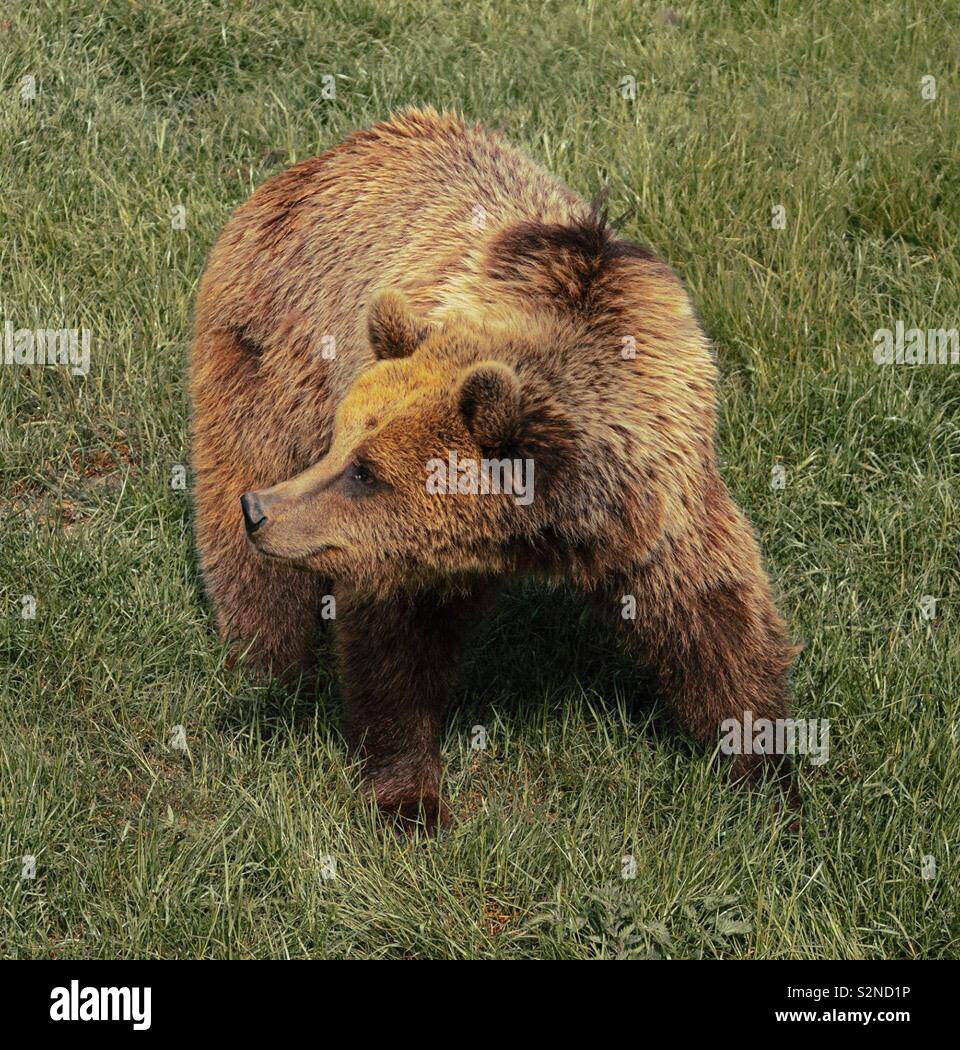 European Brown Bear - Smartphone Captured Stock Image