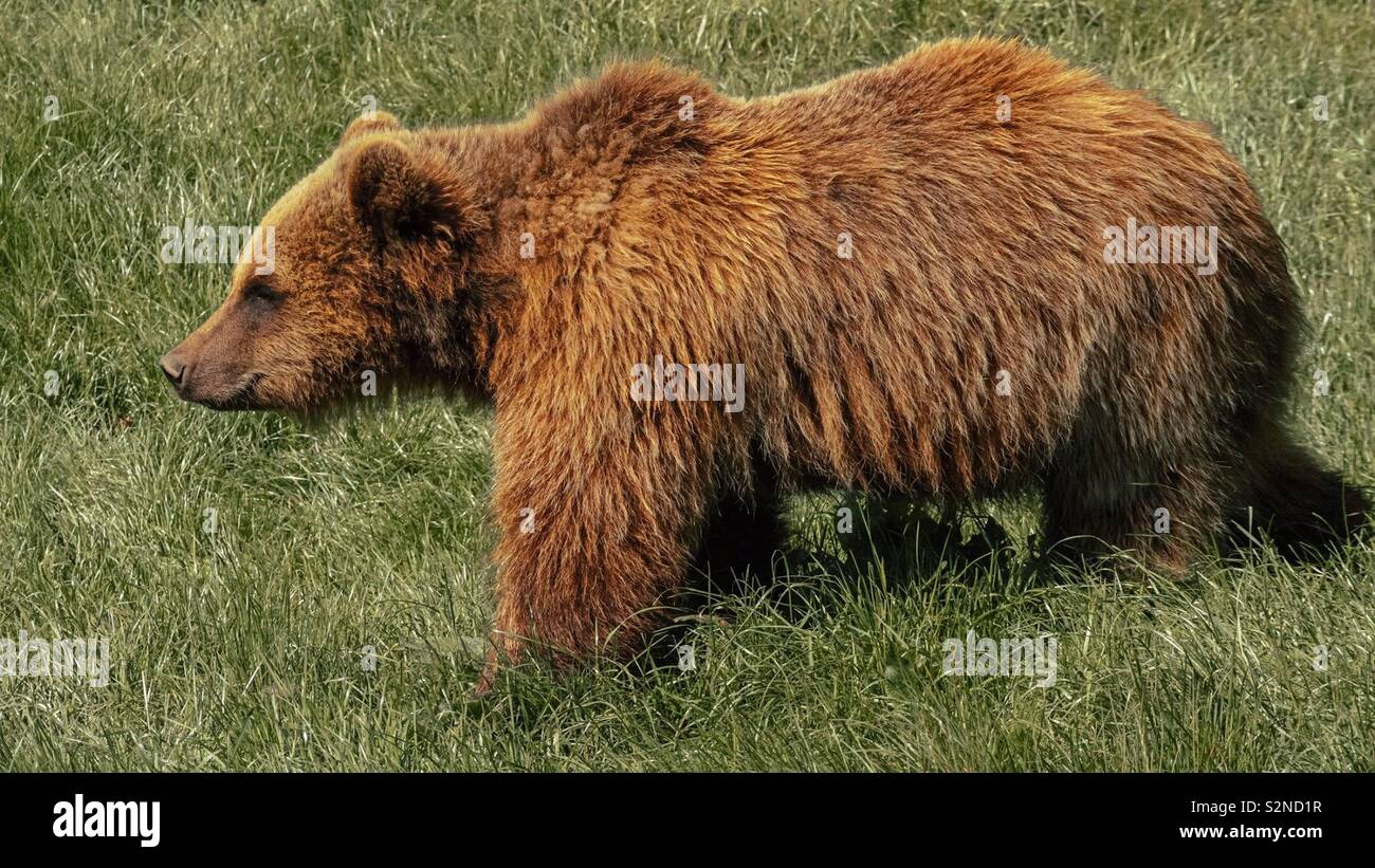 European Brown Bear - Smartphone Captured Stock Image