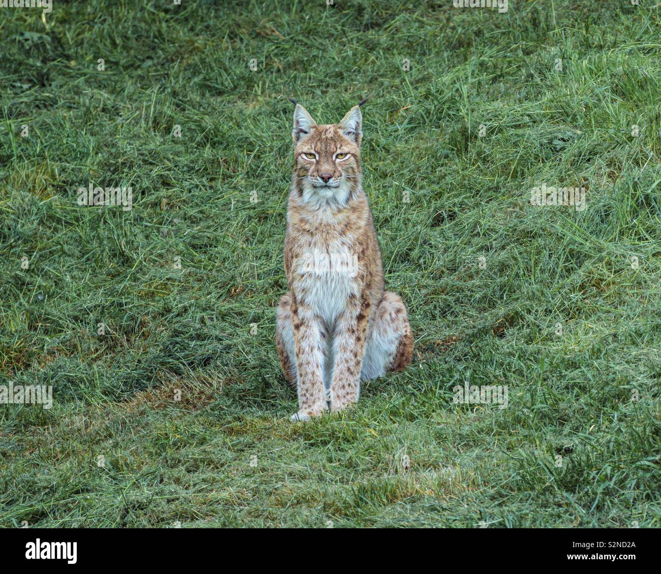 Majestic Lynx - Smartphone Captured Stock Image