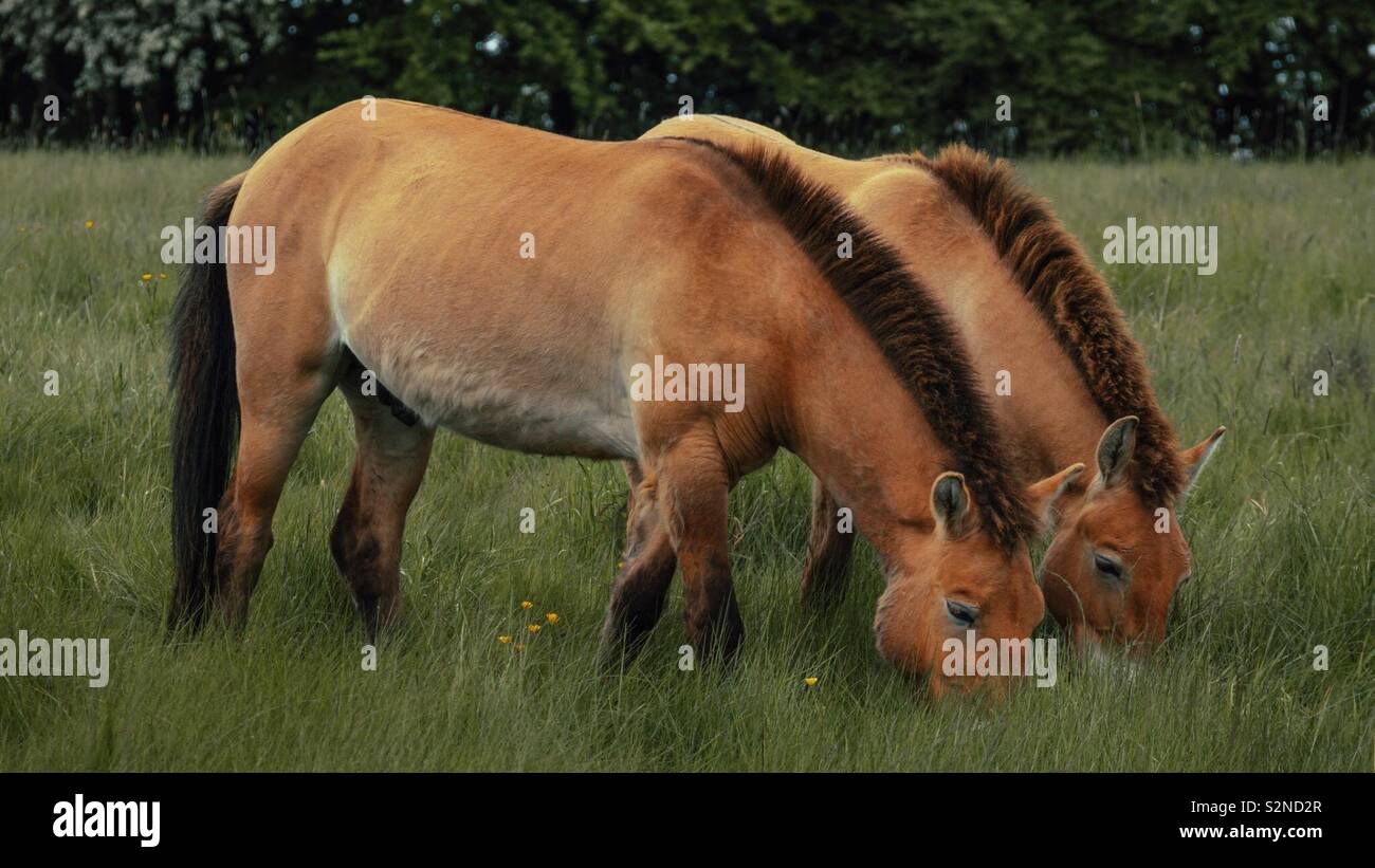 Whipsnade Zoo - Wild Horses - Smartphone Captured Stock Image