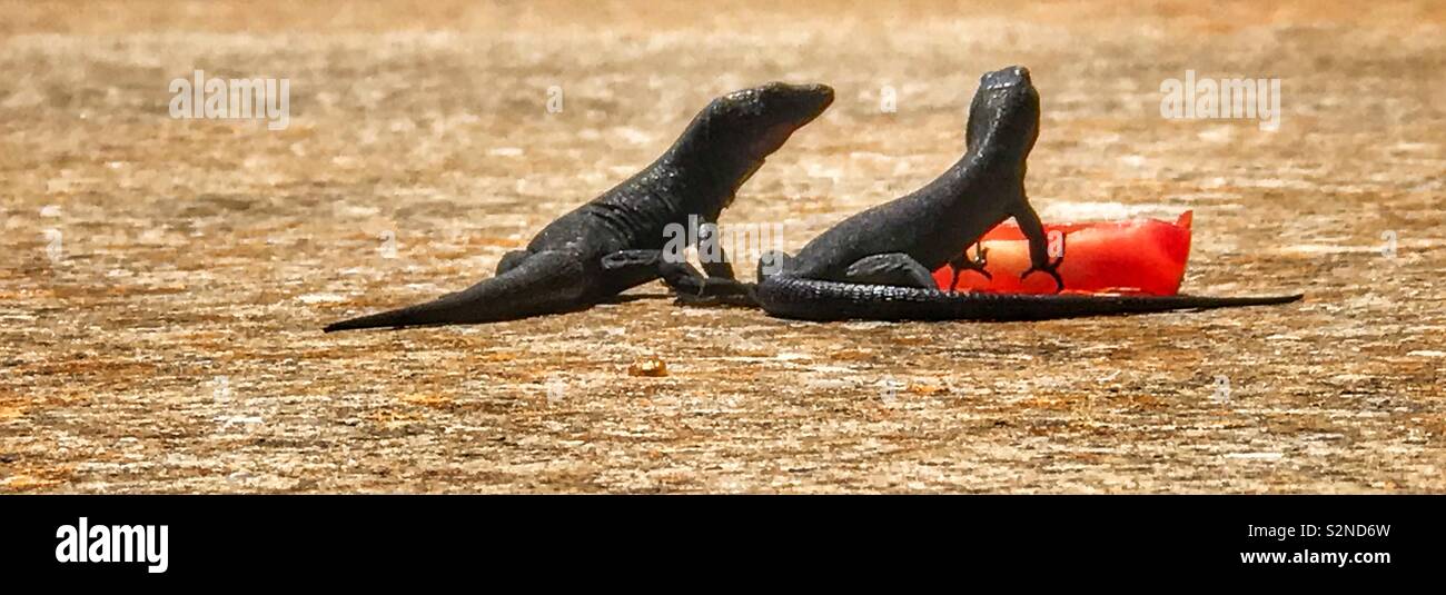 Lizards and tomato Stock Photo Alamy