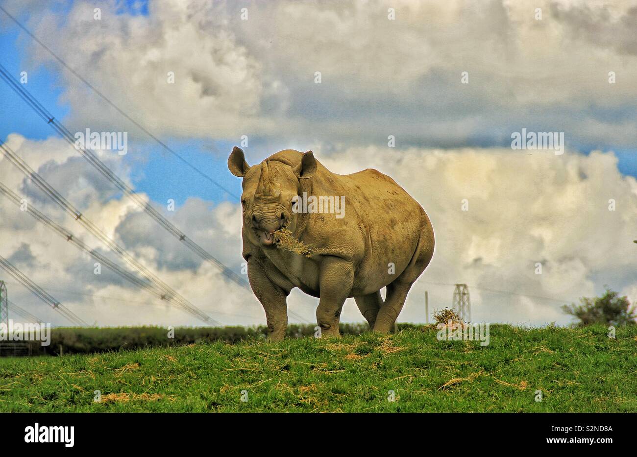 The king - Smartphone Captured Stock Image