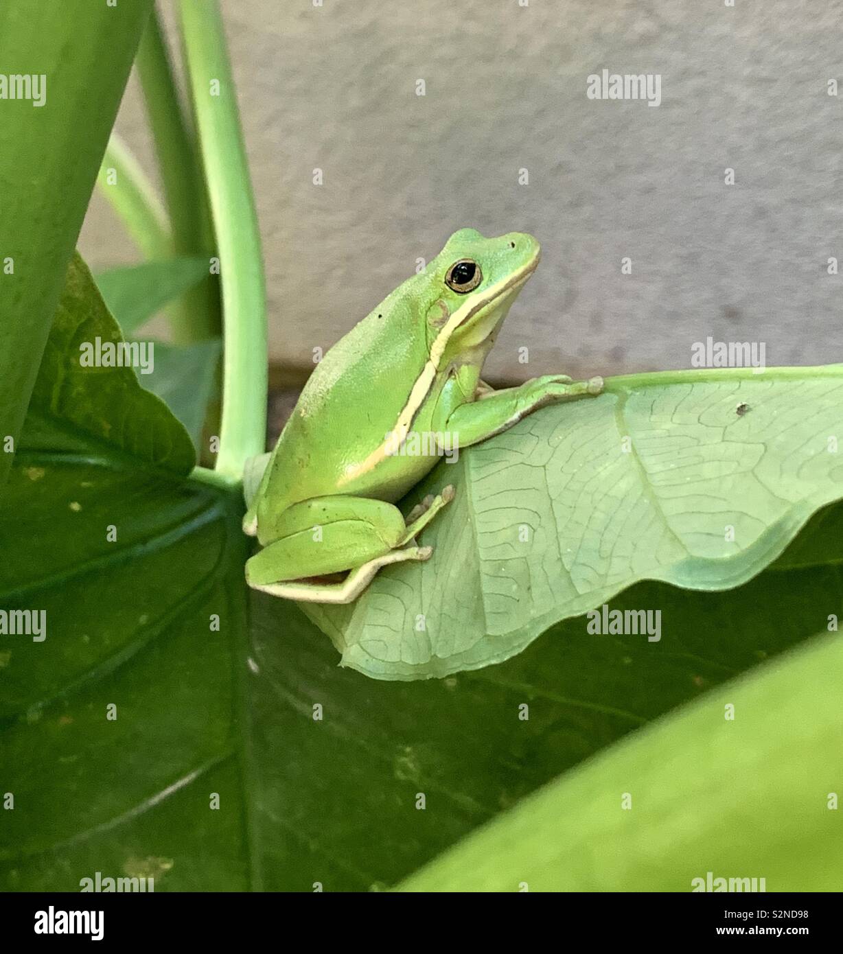 Green tree frog sitting on giant toro leaf closeup - Smartphone Captured Stock Image