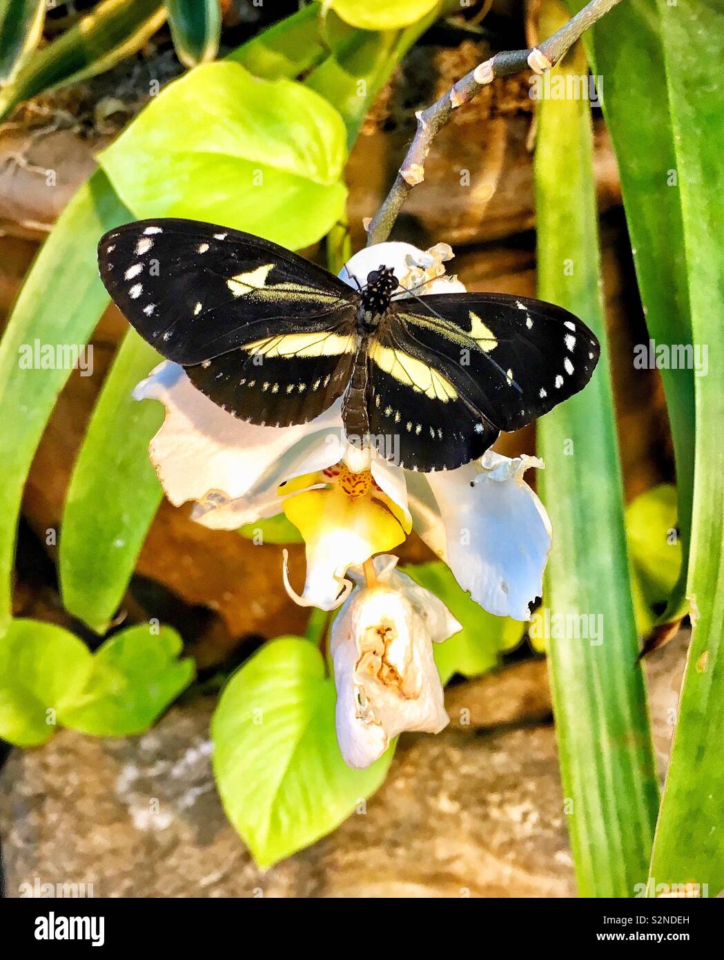 Black butterfly with yellow stripes and white spotted wings sits on white orchid with yellow center Stock Photo