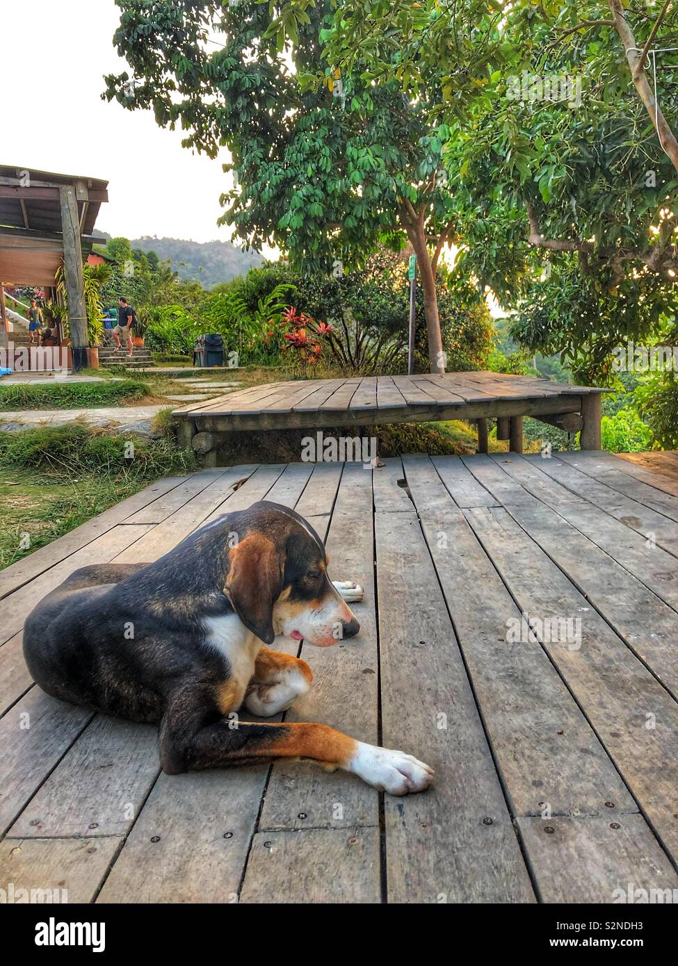 Jungle retreat in the Sierra Nevada mountains, Colombia. - Smartphone Captured Stock Image
