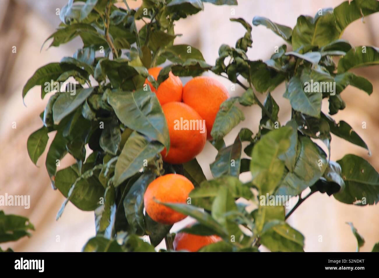 Orangen am Baum - oranges at a tree Stock Photo
