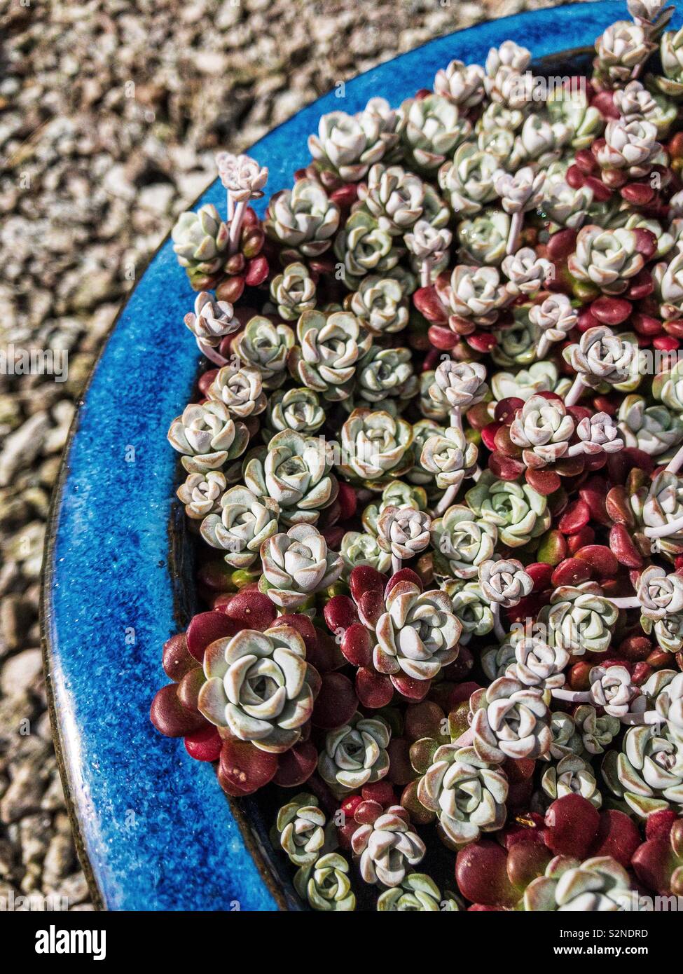 Sedum spathulifolium Cappa Blanca in a blue pot. Stock Photo