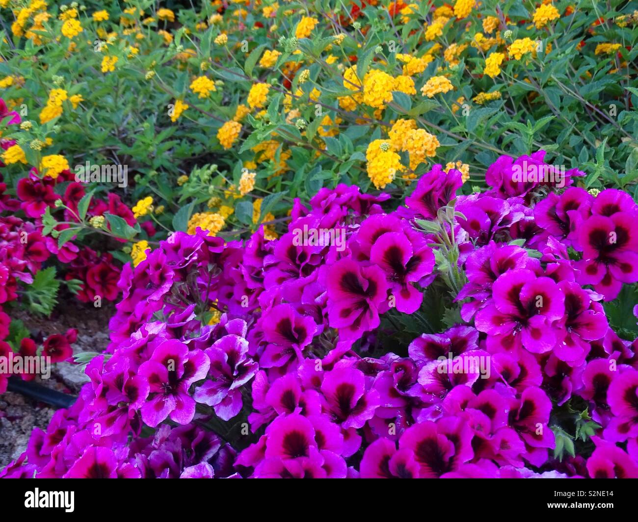 Purple pelargonium flowers in Spain Stock Photo