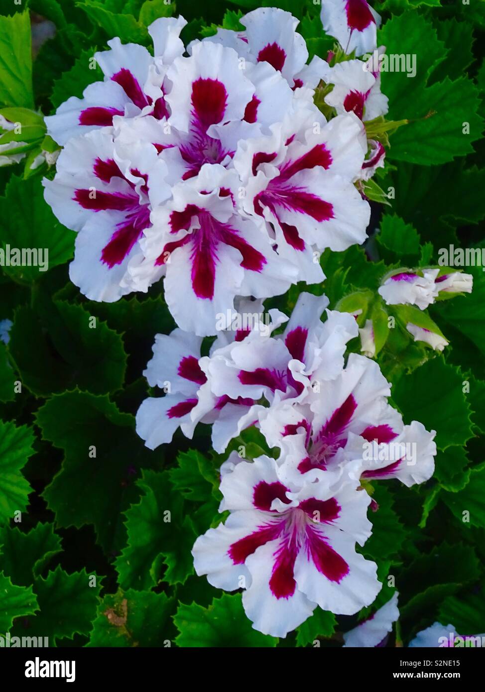 White and purple pelargonium flowers in Spain Stock Photo