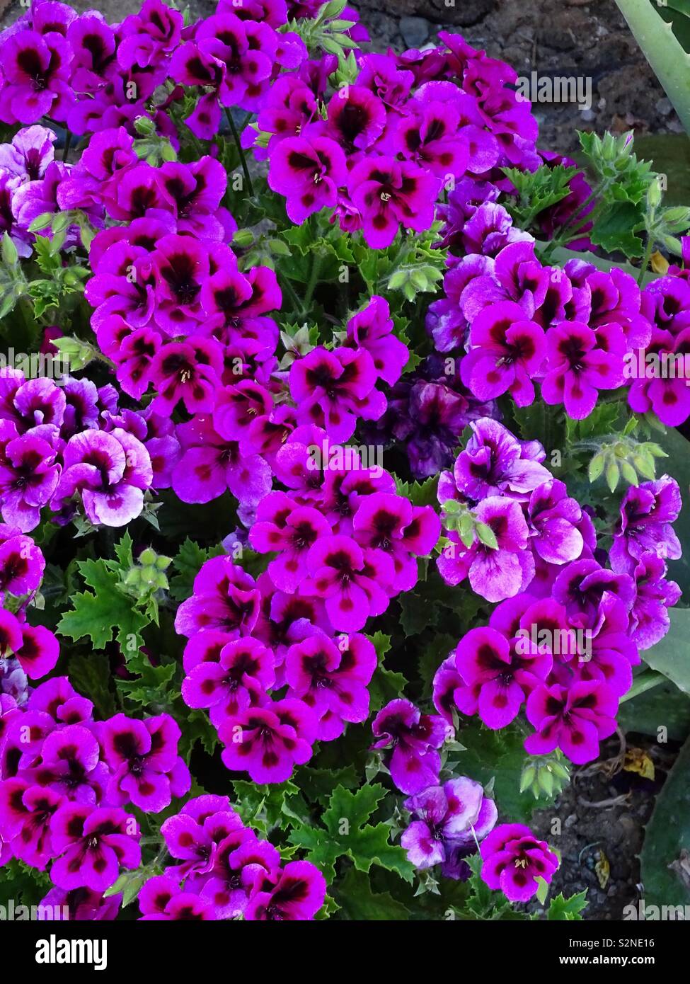 Purple pelargonium flowers in Spain Stock Photo