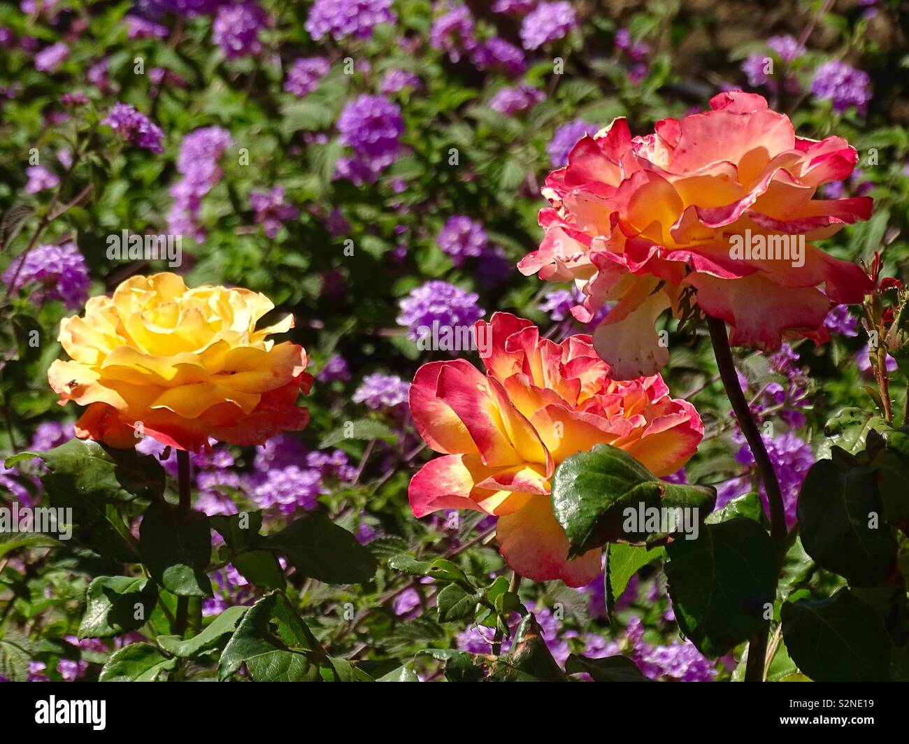 Yellow and pink roses in a bed of flowers in Spain Stock Photo