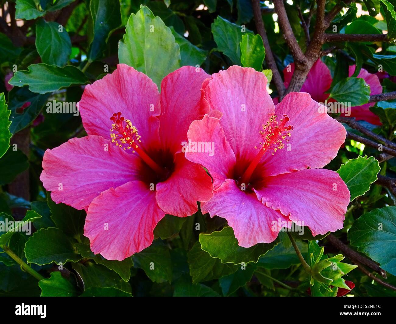 Two hibiscus hires stock photography and images Alamy