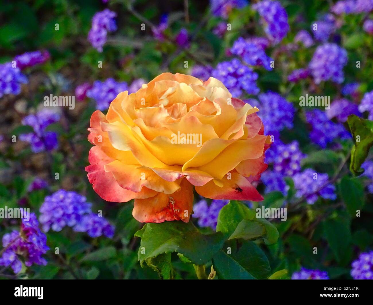Yellow and purple rose hi-res stock photography and images - Alamy