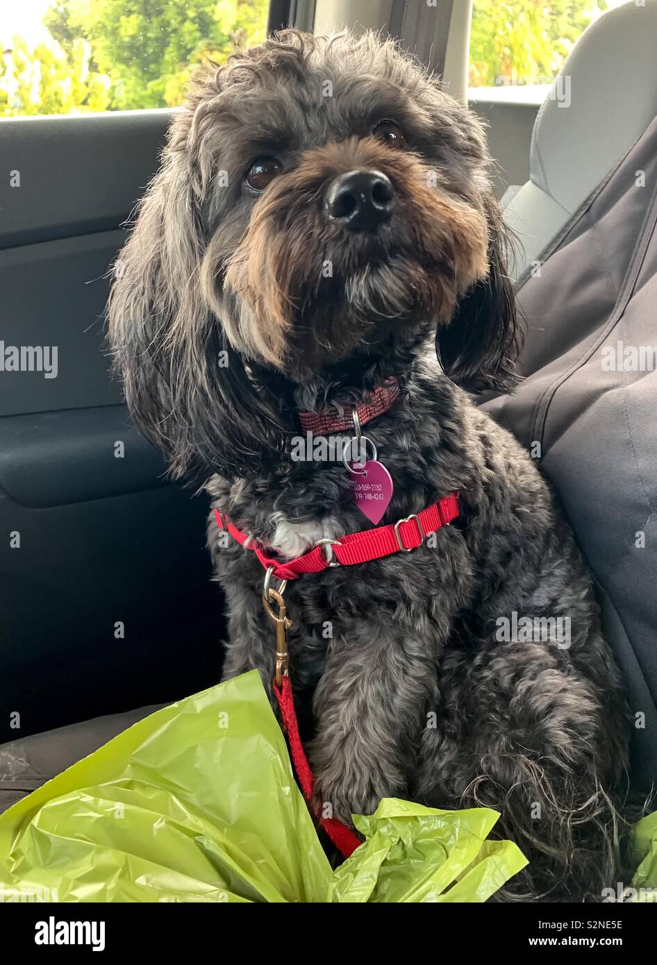 Little black poodle mix in car Stock Photo