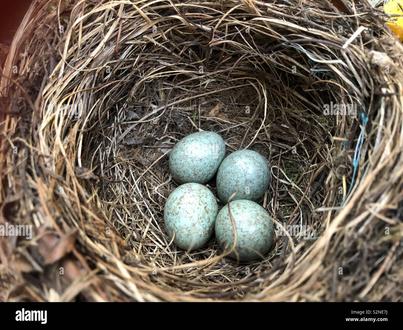 A close up of a clutch of four Blackbird eggs in a nest in England. - Smartphone Captured Stock Image A close up of a clutch of four Blackbird eggs in a nest in England. - Smartphone Captured Stock Image