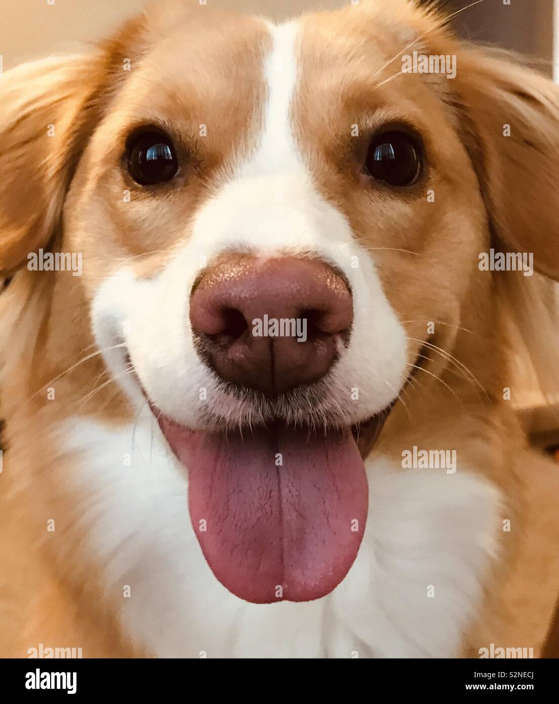 Dog sticking out tongue hires stock photography and images Alamy
