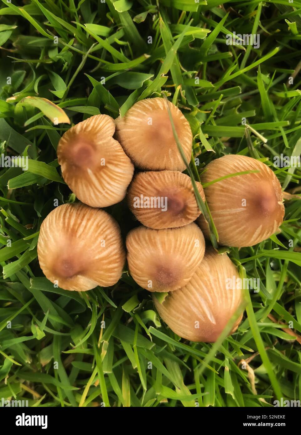 Small patch of brown toadstools in grass Stock Photo