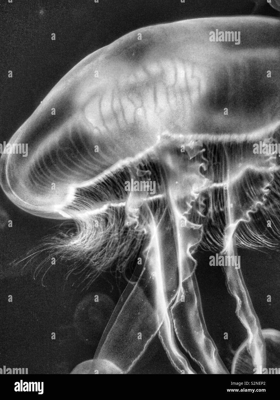 Jellyfish in black and white Stock Photo